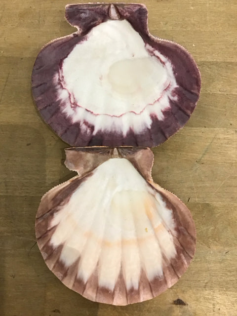 Set Of 2 Lions Paw Scallop Shells