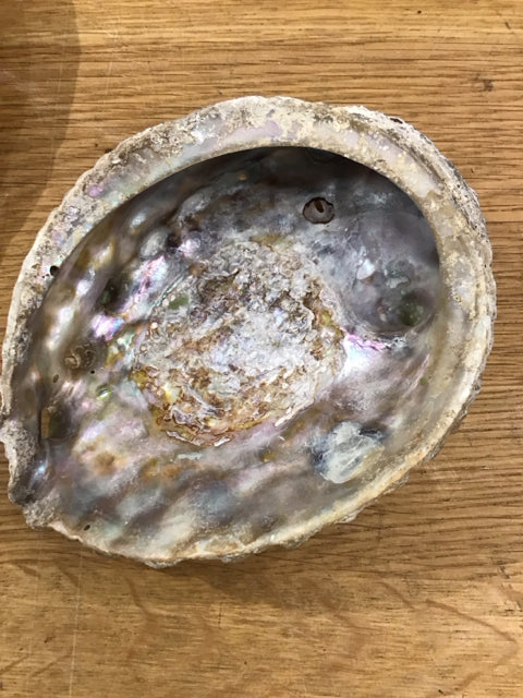 5" Abalone Shell