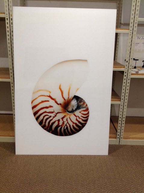 40x60 Nautical Shell Art