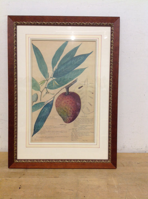 26x19 Framed "Bullocks Study"