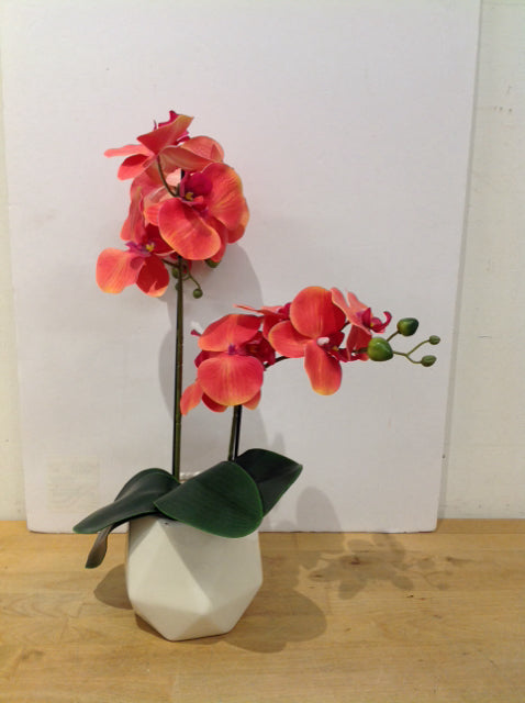 Pink/Orange Orchids in 5" White Planter