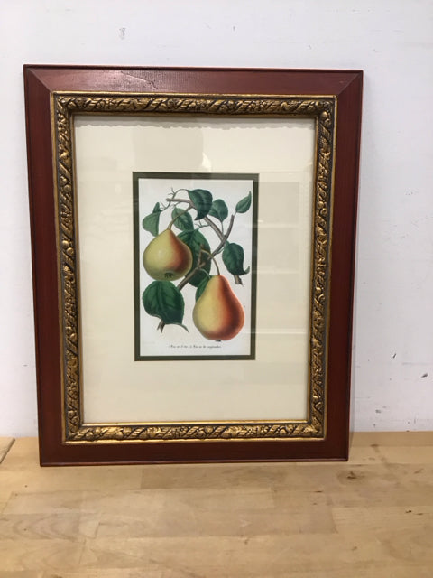 19x15 Framed Pears Belgian Horticultural Journal