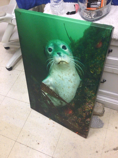 30" X 20" Seal Print On Canvas