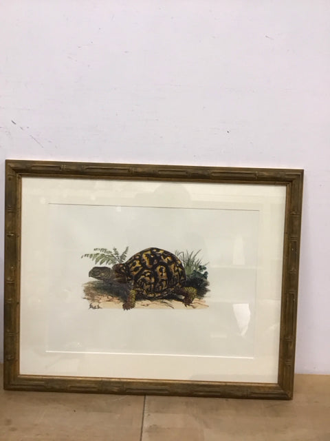 27"x21" Eastern Box Turtle Art Print