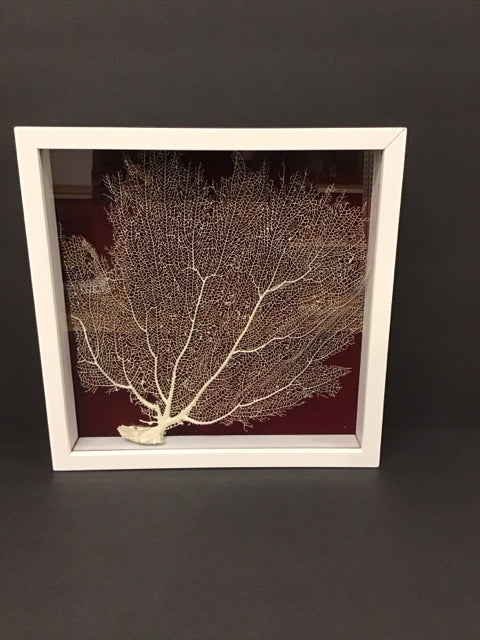 13"Sq Framed Genuine Sea Fan Coral