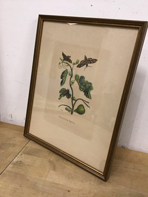 21"x14.5" "Ficus Cum Eruca" Botanical Art Print