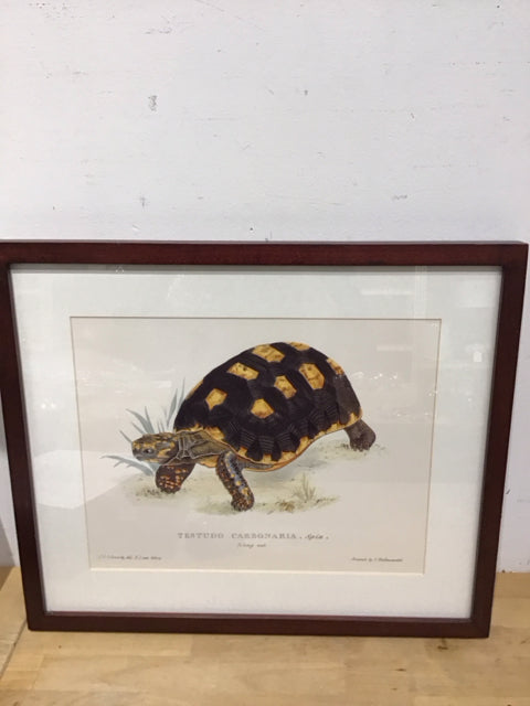 19"x16" "testuda Carbonaria" Tortoise Framed Art Print
