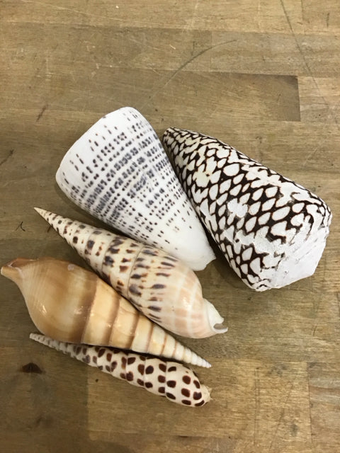 Set Of 5 Assorted Cone Shells