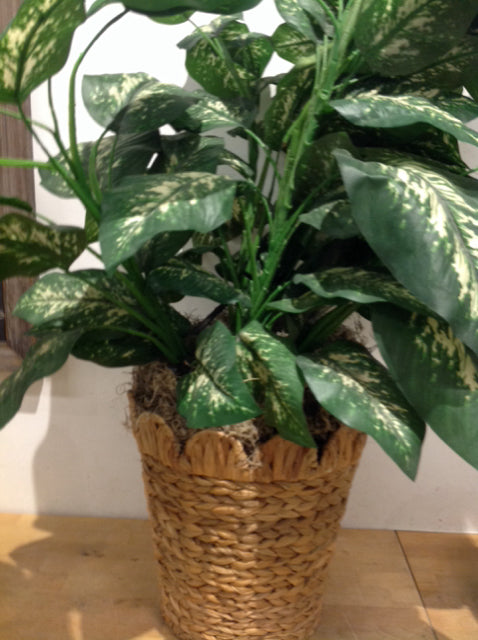 32" Green Plant On Basket