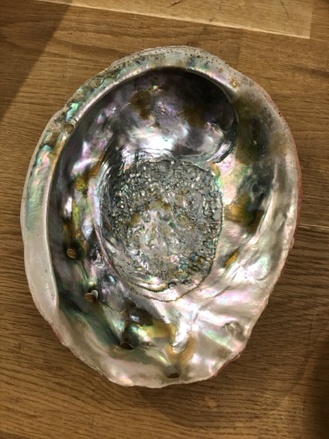 8"x6" Abalone Shell