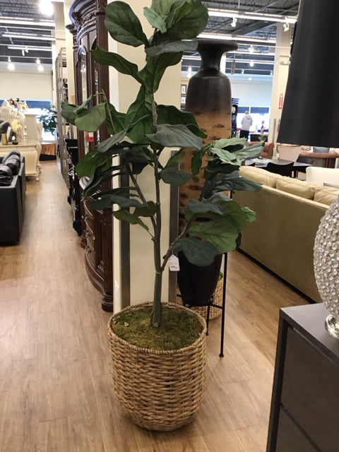 7' Faux Fiddle Leaf Tree in Woven Basket