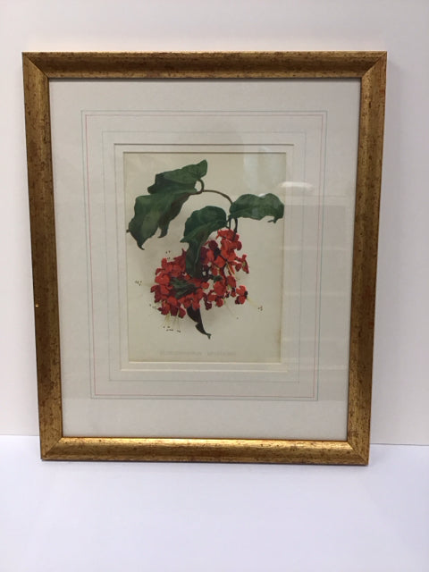 16x19 Framed Cleredendrons Splendens