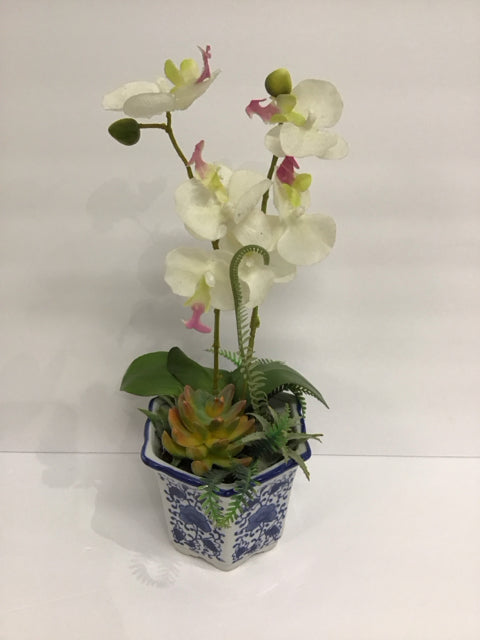 White Orchids & Succulents in Blue/White Planter