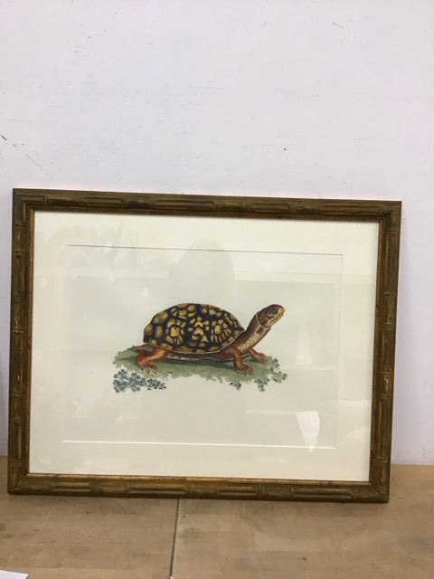 27"x21" Land Tortoise Art Print