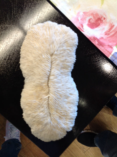 10.5" Dried Coral Skeleton