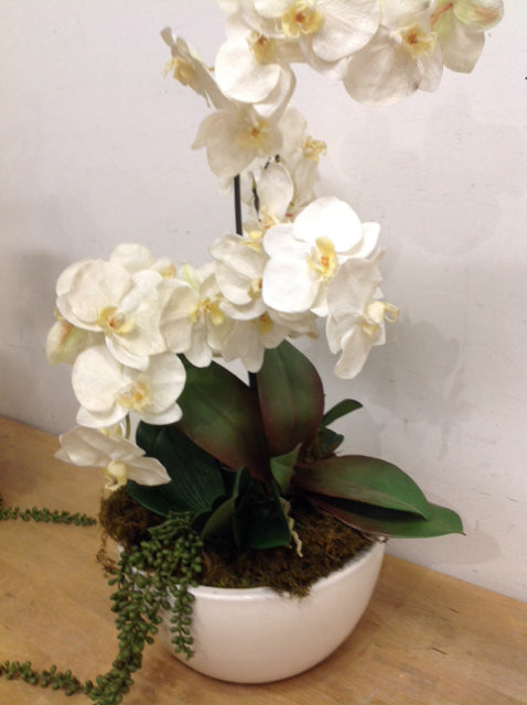 28" White Orchids In White Pot