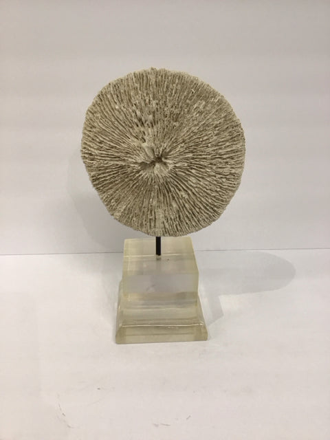 12" Fungia Coral Mushroom w/Lucite Stand
