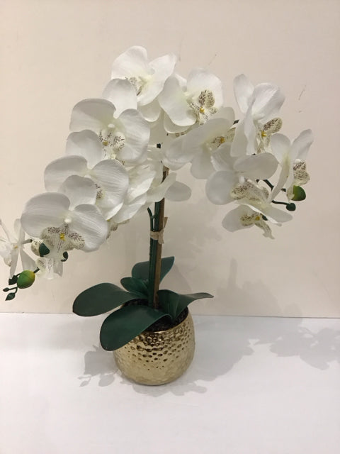 White Orchids in Gold Ceramic Planter