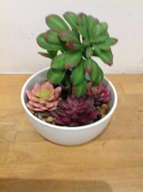 8" Succulents In White Pot