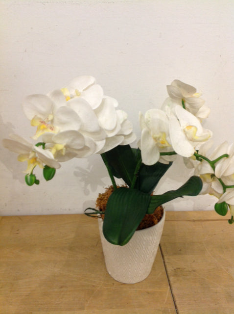 6" White Vase W White Orchids