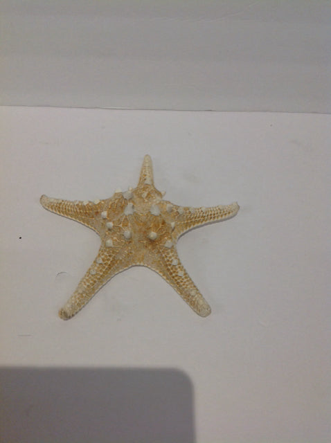 6" Starfish
