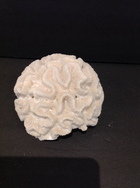 7" Brain Coral Specimen