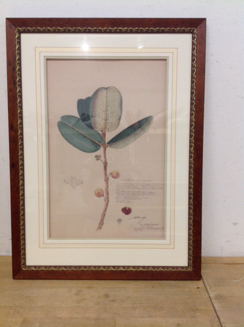 22x29 Framed "Botanical Study"
