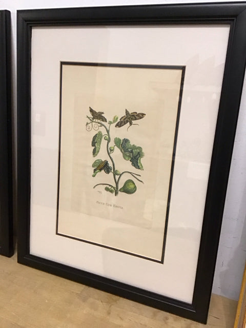 19"x24" Ficus Cum Eruca" Botanical Art Print