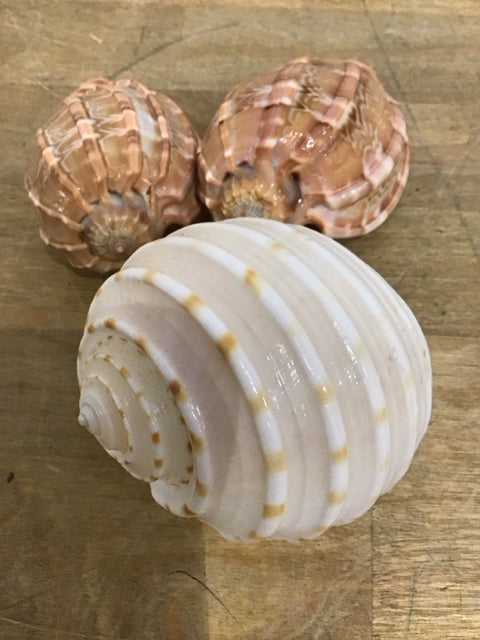 Set Of 3 Harpa Shells