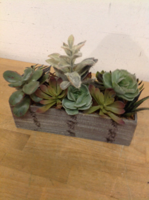 10" Succulents  In Grey Box