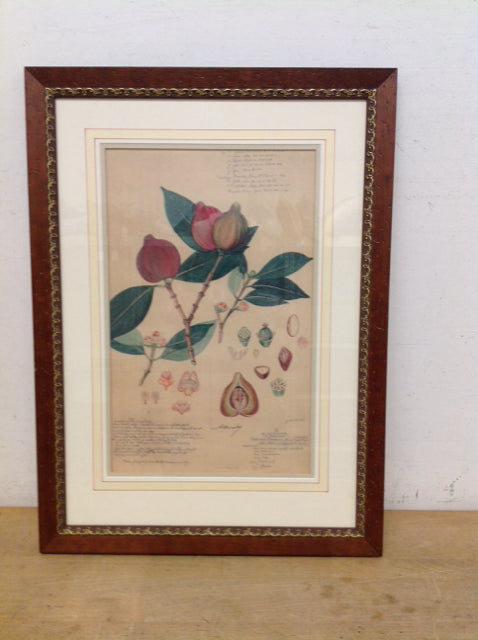 26x19 Framed "Goroka Study"