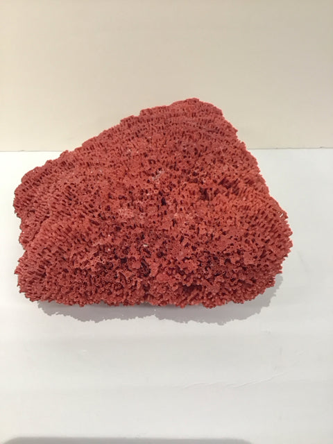 13x12 Rare Genuine Red Pipe Organ Coral