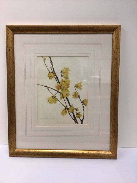 16x19 Framed Grandiflorus