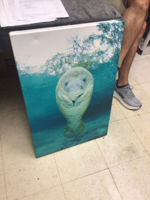 30" X 20" Manatee Print On Canvas