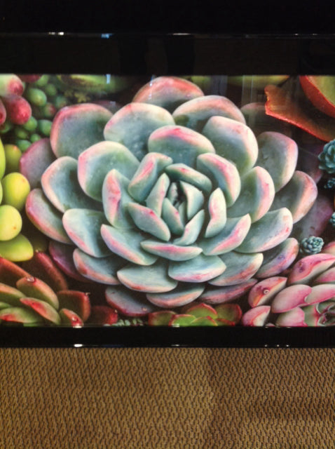 29" X 64" Multi Color Succulents Print