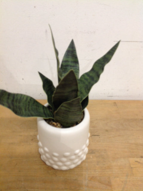 10" Green Leaf Plant In White Pot