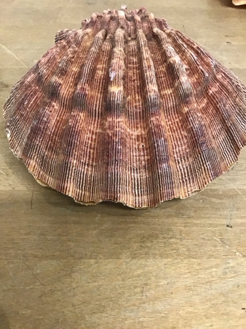 Orange Lions Paw Closed Scallop Shell