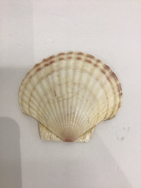 Sea Shell