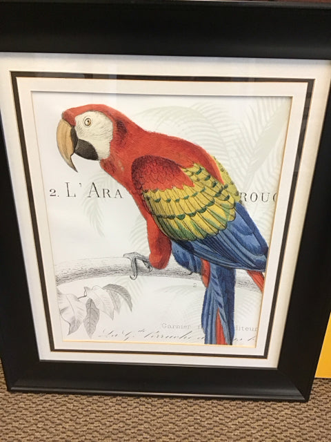 25"x30" French Parrot Art