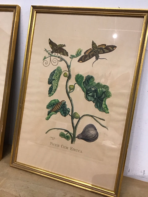 24"x16.5" "Ficus Cum Eruca" Botanical Art Print