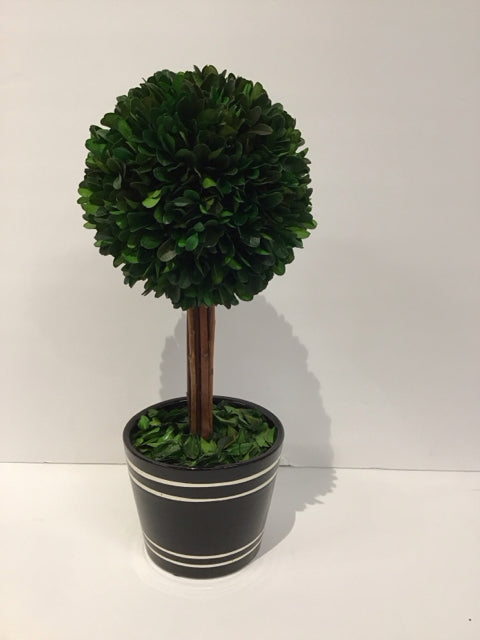 Preserved Boxwood Topiary in Black Ceramic Vase