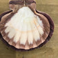 Set Of 2 Lions Paw Scallop Shells