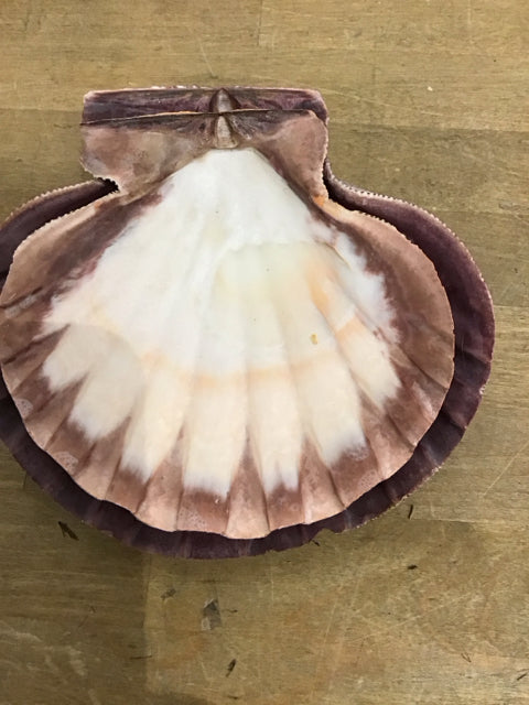 Set Of 2 Lions Paw Scallop Shells