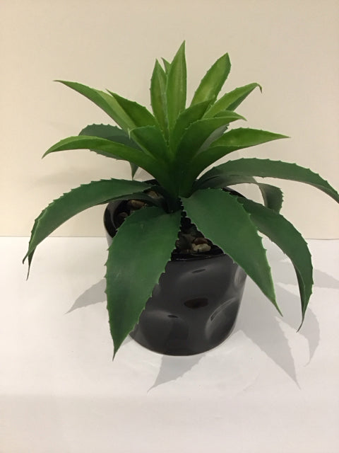 Agave w/Black Dimpled Ceramic Pot