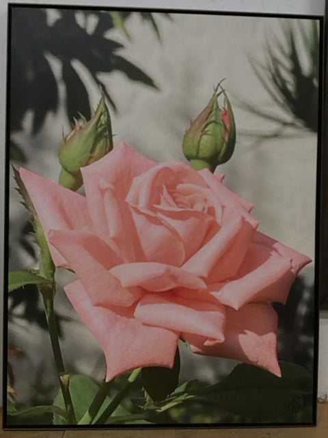 31"x41" Pink Rose Art Print