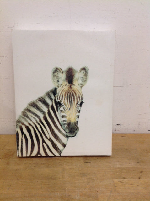 11x14 Zebra Print on Canvas