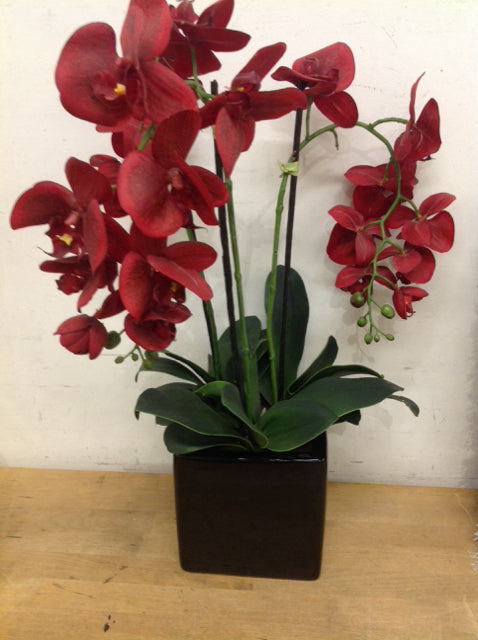 22" Red Orchid In Black Pot