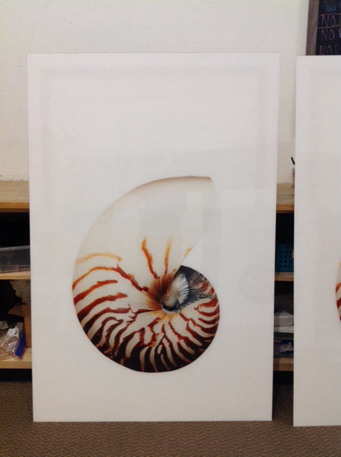 40x60 Nautical Shell Art