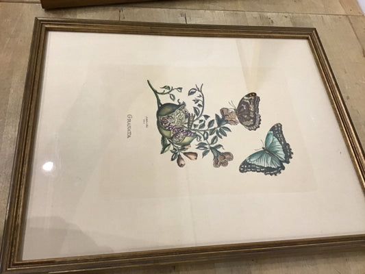 21"x14.5" "Granata" Botanical Art Print