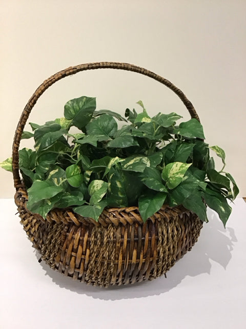 Wicker Basket w/Faux Golden Pathos Plant
